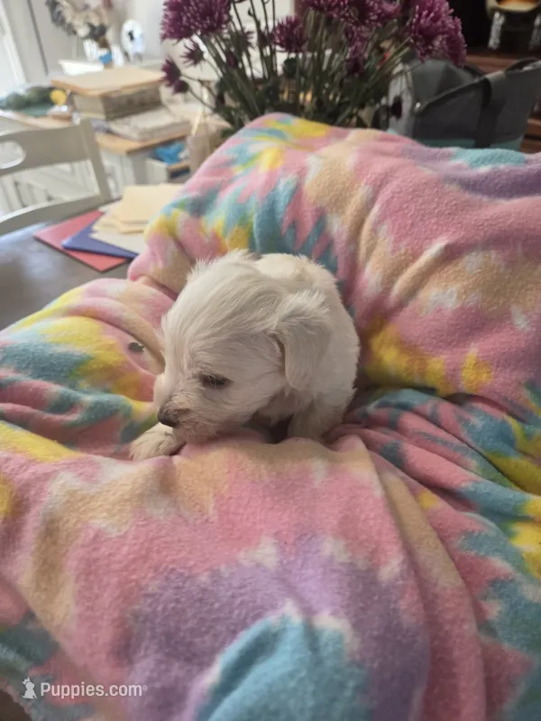 Snow – Miniature Schnauzer puppy for sale in Garden City, GA