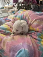 Snow, a male Miniature Schnauzer for sale in Garden City, GA – 1 of 3