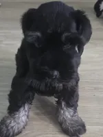 Cole, a male Miniature Schnauzer for sale in Claxton, GA – 2 of 5
