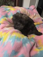 Joseph , a male Schnoodle for sale in Garden City, GA – 2 of 3