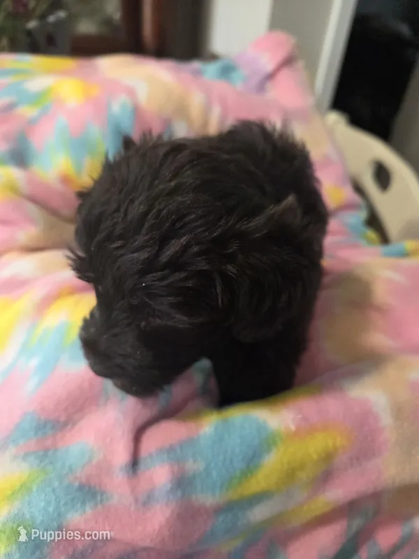 Jude – Schnoodle puppy for sale in Garden City, GA