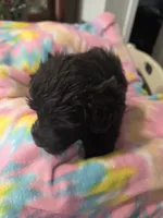 Jude, a male Schnoodle for sale in Garden City, GA – 1 of 3
