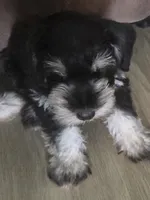 Samuel, a male Miniature Schnauzer for sale in Claxton, GA – 4 of 8