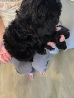 Miriam, a female Schnoodle for sale in Claxton, GA – 5 of 5