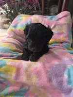 Juliette , a female Schnoodle for sale in Garden City, GA – 2 of 3