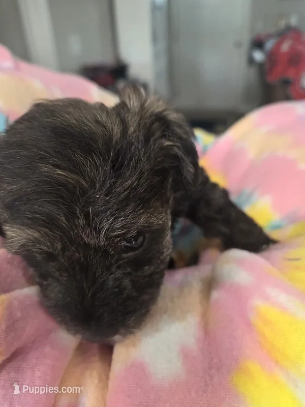 Joseph  – Schnoodle puppy for sale in Garden City, GA