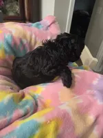 Miriam, a female Schnoodle for sale in Garden City, GA – 3 of 3