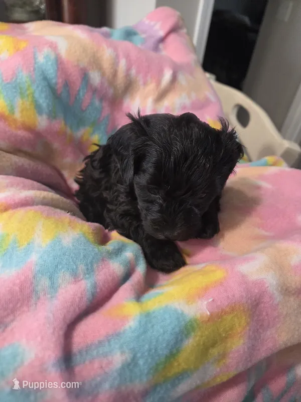 Juliette  – Schnoodle puppy for sale in Garden City, GA
