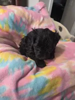 Juliette , a female Schnoodle for sale in Garden City, GA – 1 of 3