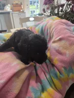 Jude, a male Schnoodle for sale in Garden City, GA – 3 of 3
