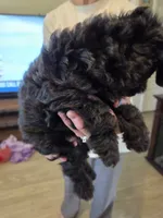Jude, a male Schnoodle for sale in Claxton, GA – 5 of 5