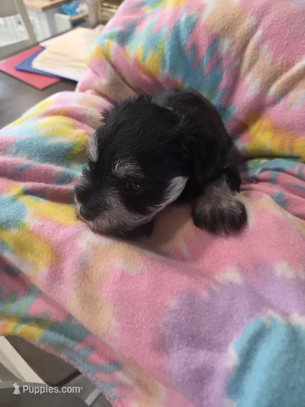 Samuel – Miniature Schnauzer puppy for sale in Garden City, GA