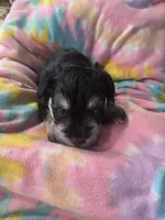 Samuel, a male Miniature Schnauzer for sale in Garden City, GA – 2 of 3