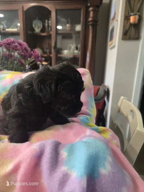 Jackson  – Schnoodle puppy for sale in Garden City, GA