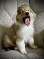 Sandy, a female Collie for sale in Wilmington, IL – 3 of 7