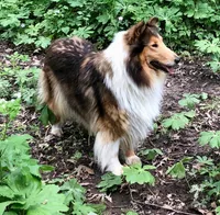 Lily, a female Collie for sale in Wilmington, IL – Photo 2 of 3