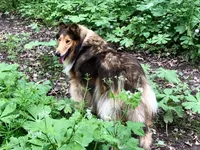 Lily, a female Collie for sale in Wilmington, IL – Photo 3 of 3