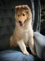 Sandy, a female Collie for sale in Wilmington, IL – 8 of 9