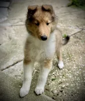 Sandy, a female Collie for sale in Wilmington, IL – 9 of 9