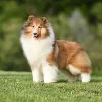 Kindle, a female Shetland Sheepdog for sale in Wilmington, IL – Photo 2 of 3