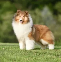 Kindle, a female Shetland Sheepdog for sale in Wilmington, IL – Photo 2 of 3