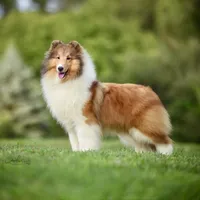 Kindle, a female Shetland Sheepdog for sale in Wilmington, IL – Photo 3 of 3