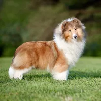 Kindle, a female Shetland Sheepdog for sale in Wilmington, IL – Photo 1 of 3