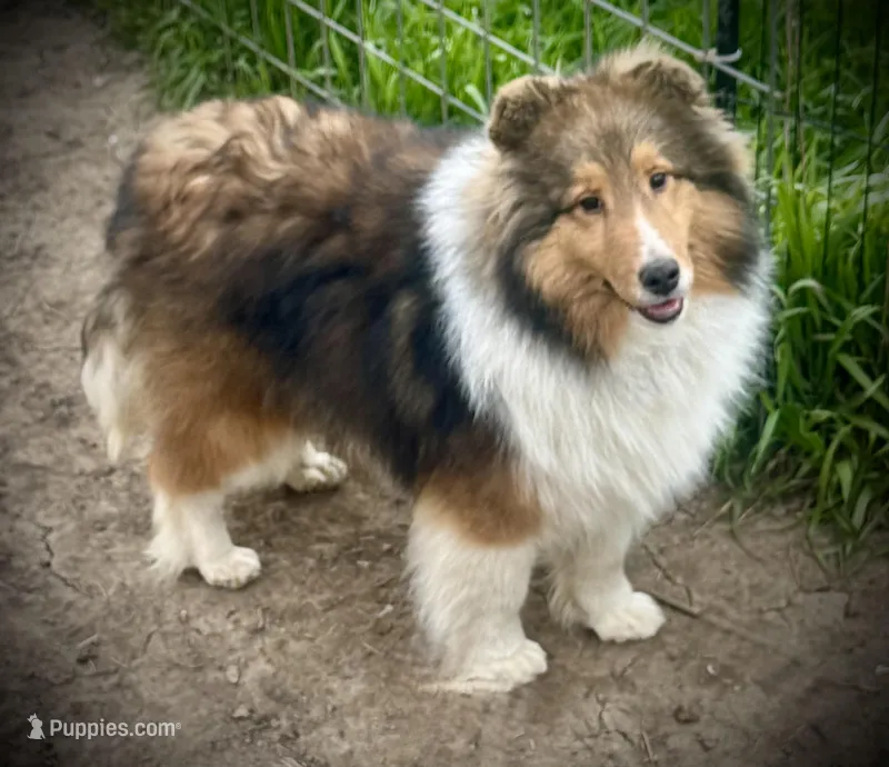 Wiki – Shetland Sheepdog puppy for sale in Wilmington, IL