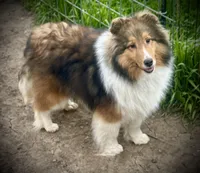 Wiki, a male Shetland Sheepdog for sale in Wilmington, IL – 1 of 6