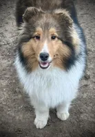 Wiki, a male Shetland Sheepdog for sale in Wilmington, IL – 4 of 6