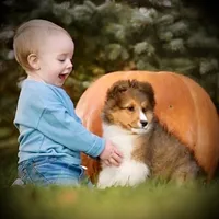 Wiki, a male Shetland Sheepdog for sale in Wilmington, IL – Photo 2 of 3