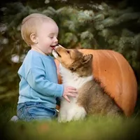 Wiki, a male Shetland Sheepdog for sale in Wilmington, IL – Photo 1 of 3