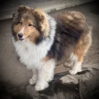 Wiki, a male Shetland Sheepdog for sale in Wilmington, IL – 5 of 6