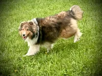 Wiki, a male Shetland Sheepdog for sale in Wilmington, IL – 2 of 6