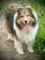 Wiki, a male Shetland Sheepdog for sale in Wilmington, IL – 6 of 6