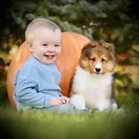 Wiki, a male Shetland Sheepdog for sale in Wilmington, IL – Photo 3 of 3