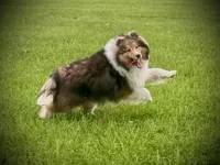 Wiki, a male Shetland Sheepdog for sale in Wilmington, IL – 3 of 6