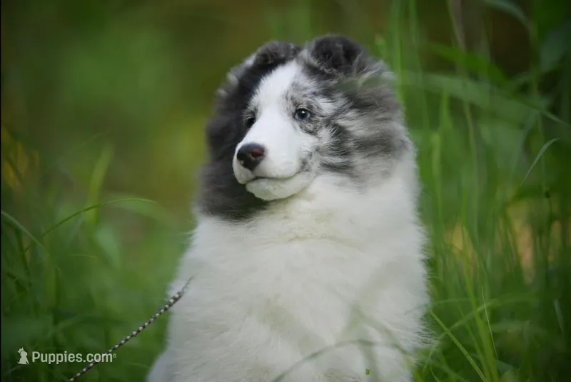 Legend – Shetland Sheepdog puppy for sale in Wilmington, IL