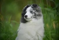 Legend, a male Shetland Sheepdog for sale in Wilmington, IL – Photo 1 of 4