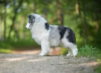 Legend, a male Shetland Sheepdog for sale in Wilmington, IL – Photo 4 of 4