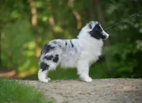 Legend, a male Shetland Sheepdog for sale in Wilmington, IL – Photo 3 of 4