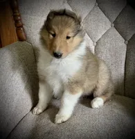Sandy, a female Collie for sale in Wilmington, IL – 2 of 7