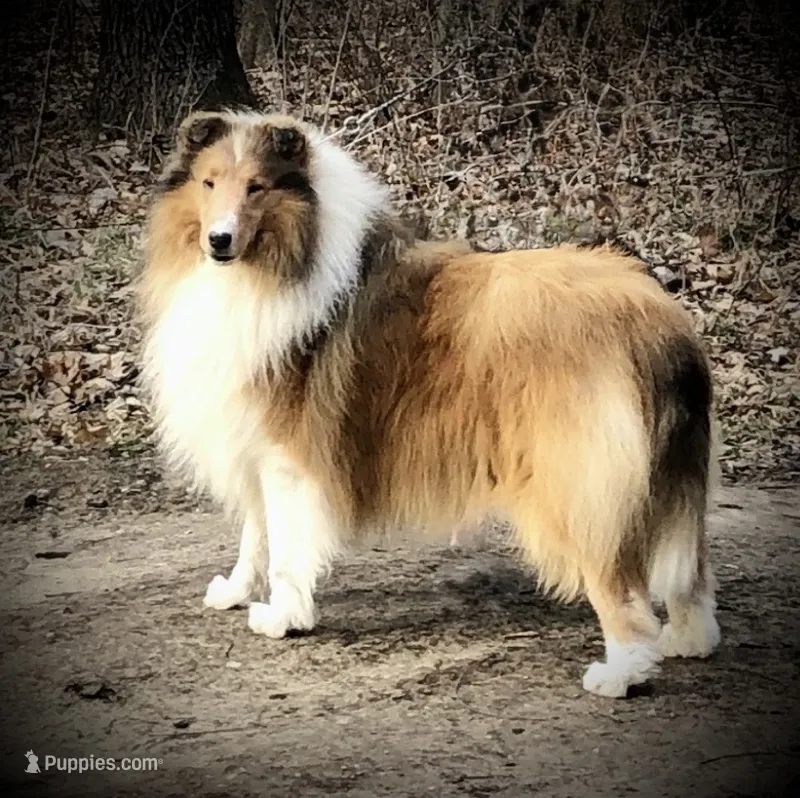 Quin – Collie puppy for sale in Wilmington, IL