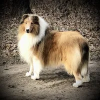 Quin, a male Collie for sale in Wilmington, IL – 1 of 1