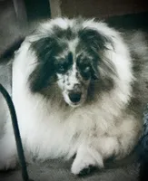 Hero, a male Shetland Sheepdog for sale in Wilmington, IL – 1 of 1