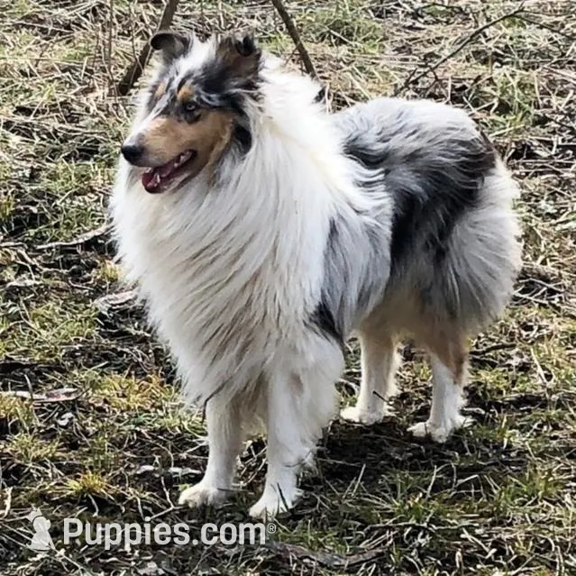 Melody, a female Collie for sale in Wilmington, IL – Photo 2 of 3
