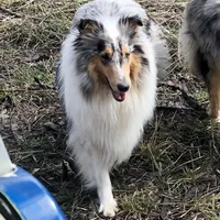 Melody, a female Collie for sale in Wilmington, IL – Photo 1 of 3