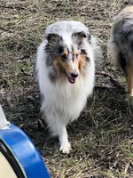 Melody, a female Collie for sale in Wilmington, IL – Photo 1 of 3