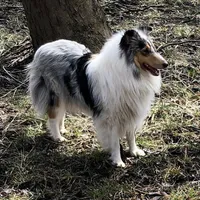 Melody, a female Collie for sale in Wilmington, IL – Photo 3 of 3