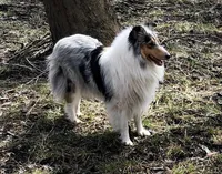 Melody, a female Collie for sale in Wilmington, IL – Photo 3 of 3